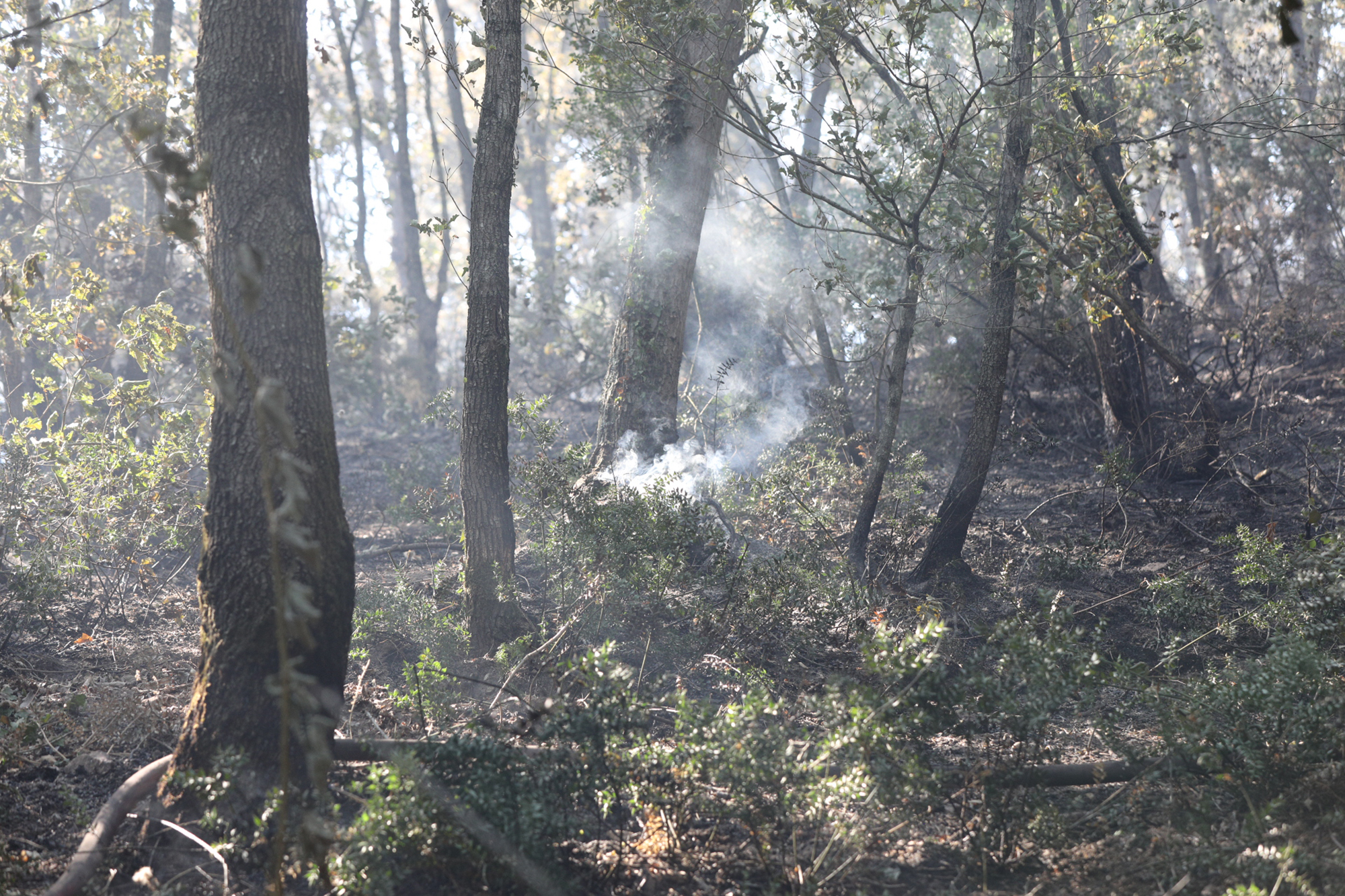Büyükşehir’den orman yangınlarıyla ilgili açıklama: “İkisi kontrol altında”