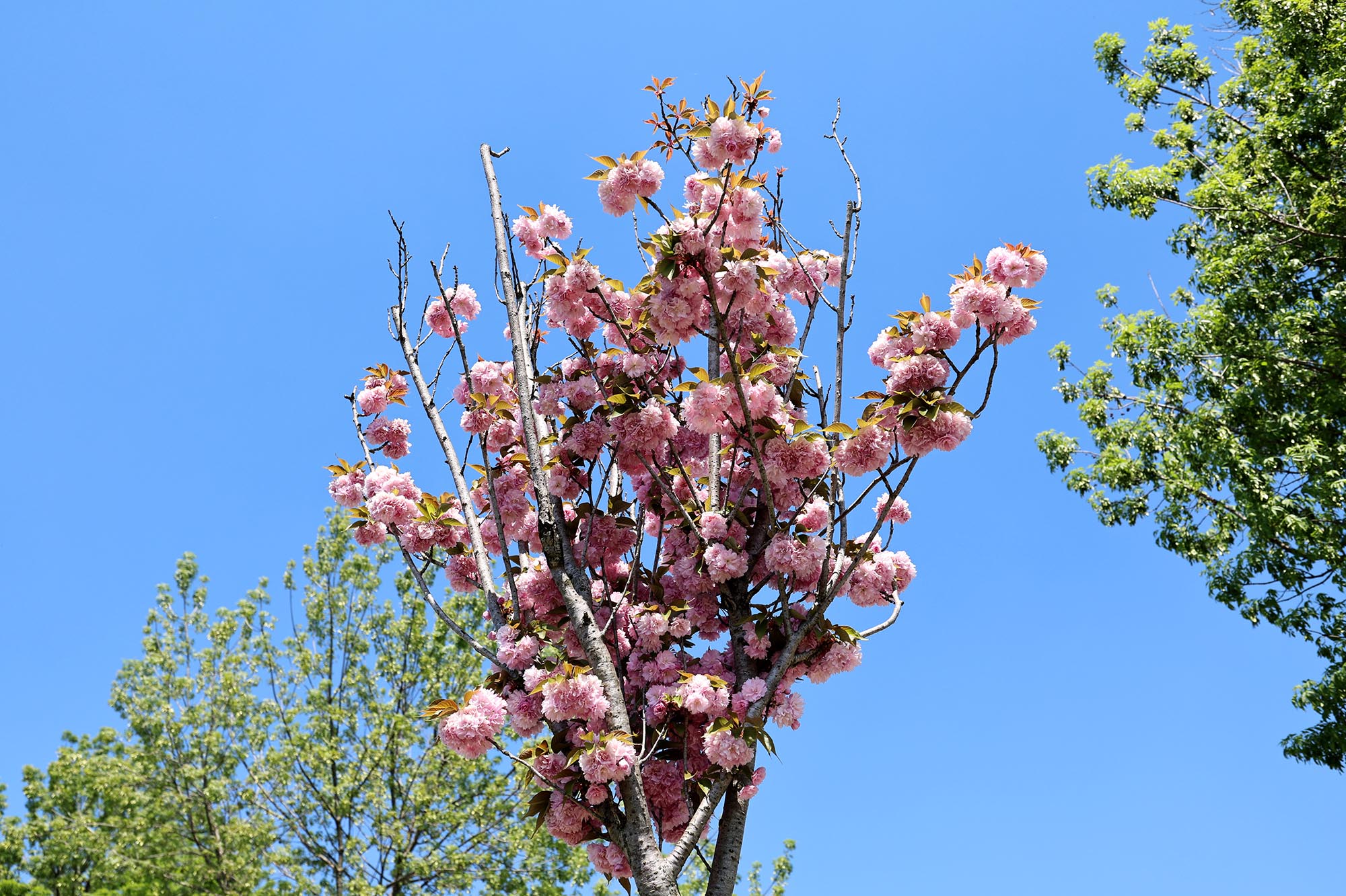 Çiçek açan Sakura ağaçları şehri görsel bir şölene dönüştürdü