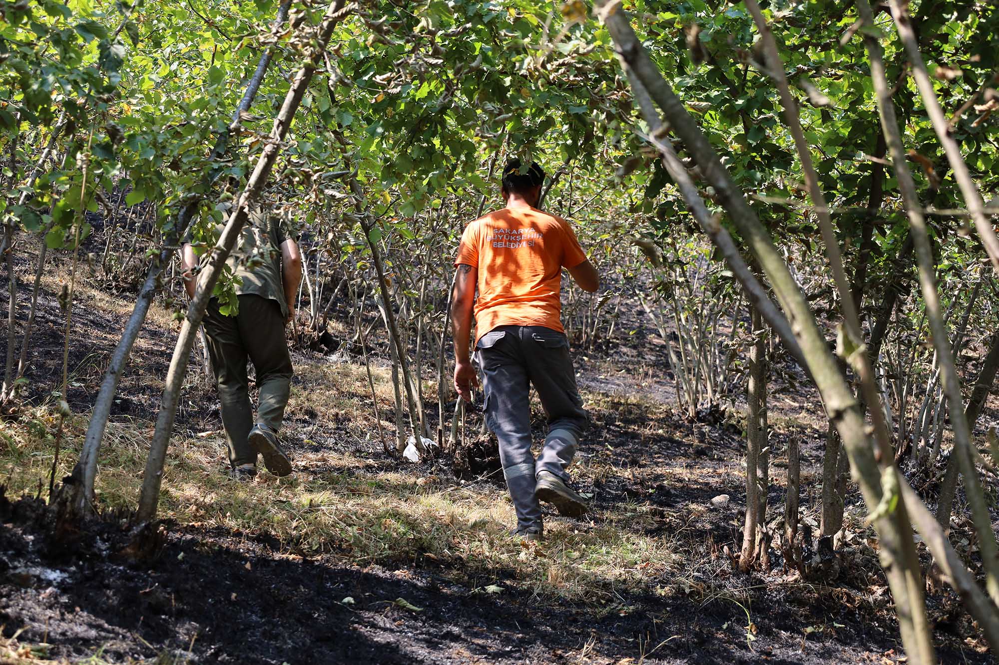 Büyükşehir alevlerin sardığı orman yangınlarında can dostlar için harekete geçti