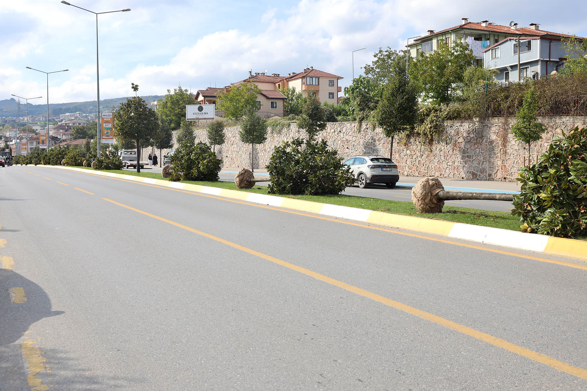 Raylı Sistem’de ilk kazma öncesi sahada hazırlık başladı: Ağaçlar titiz bir çalışmayla taşınıyor