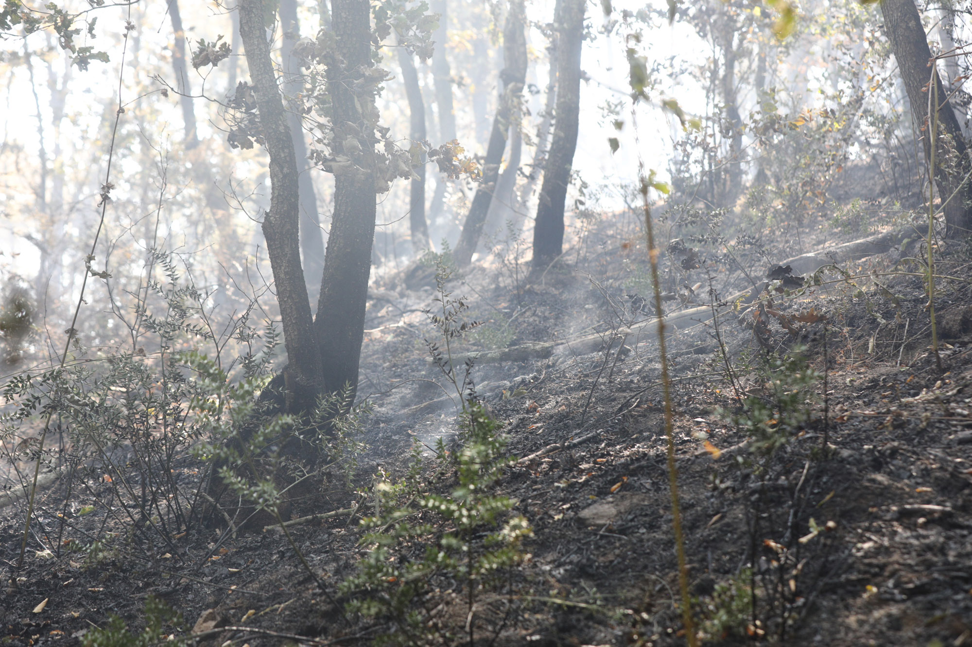 Büyükşehir’den orman yangınlarıyla ilgili açıklama: “İkisi kontrol altında”