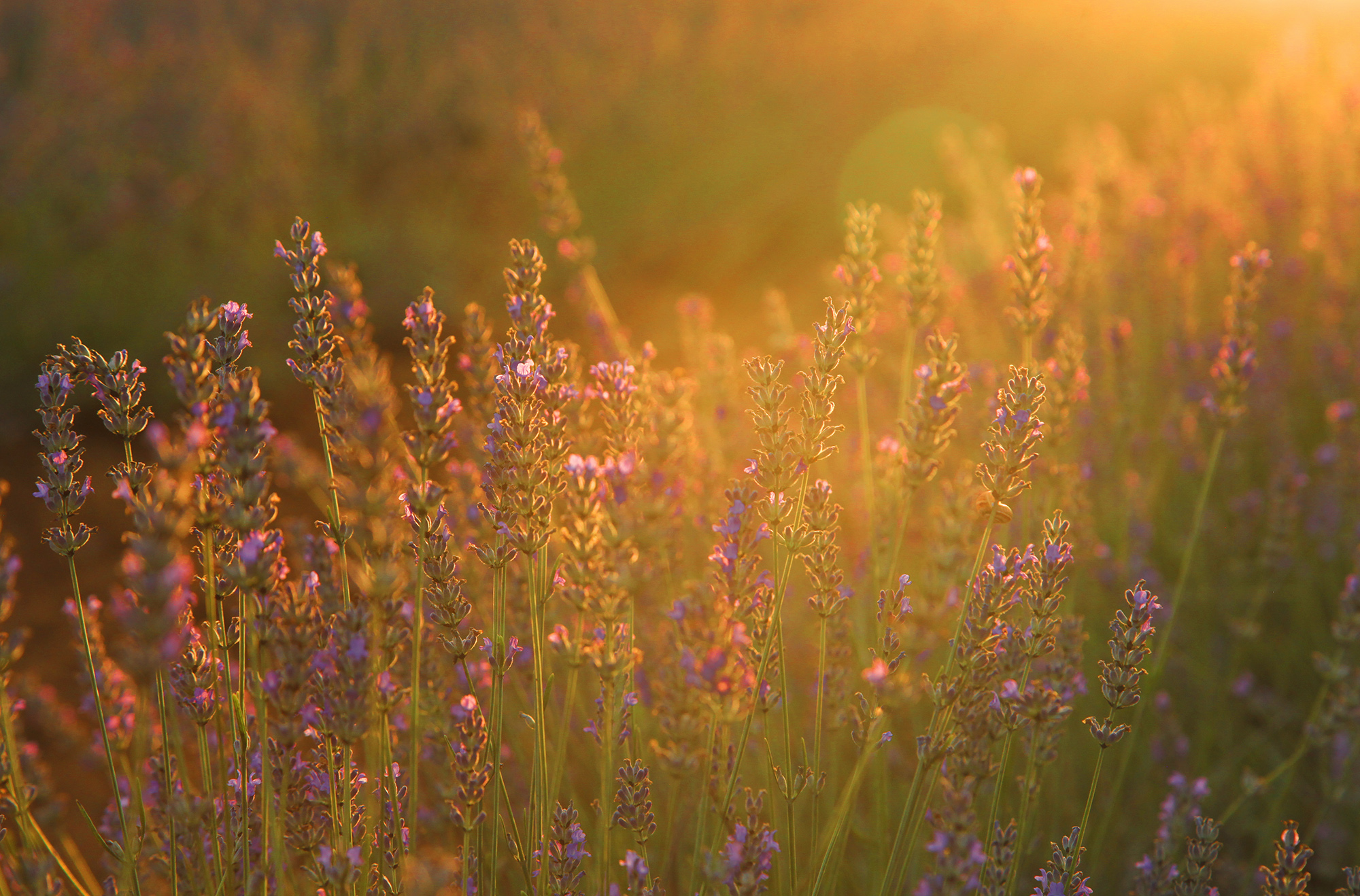 Dünyanın en büyük aromatik bahçesinde bahar bereketi