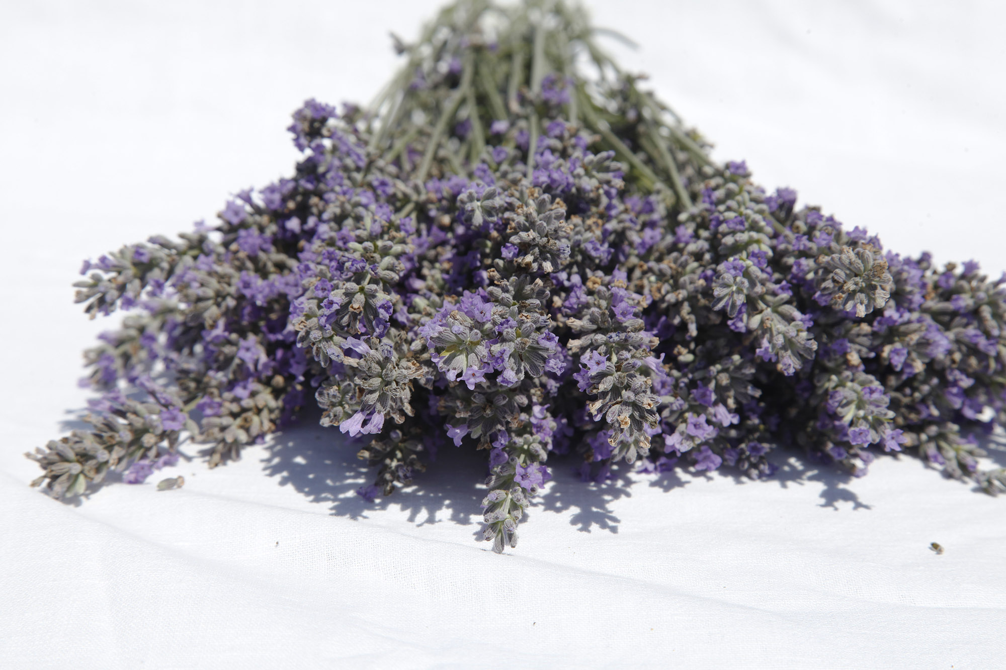 Dünyanın en büyük aromatik bahçesinde bahar bereketi