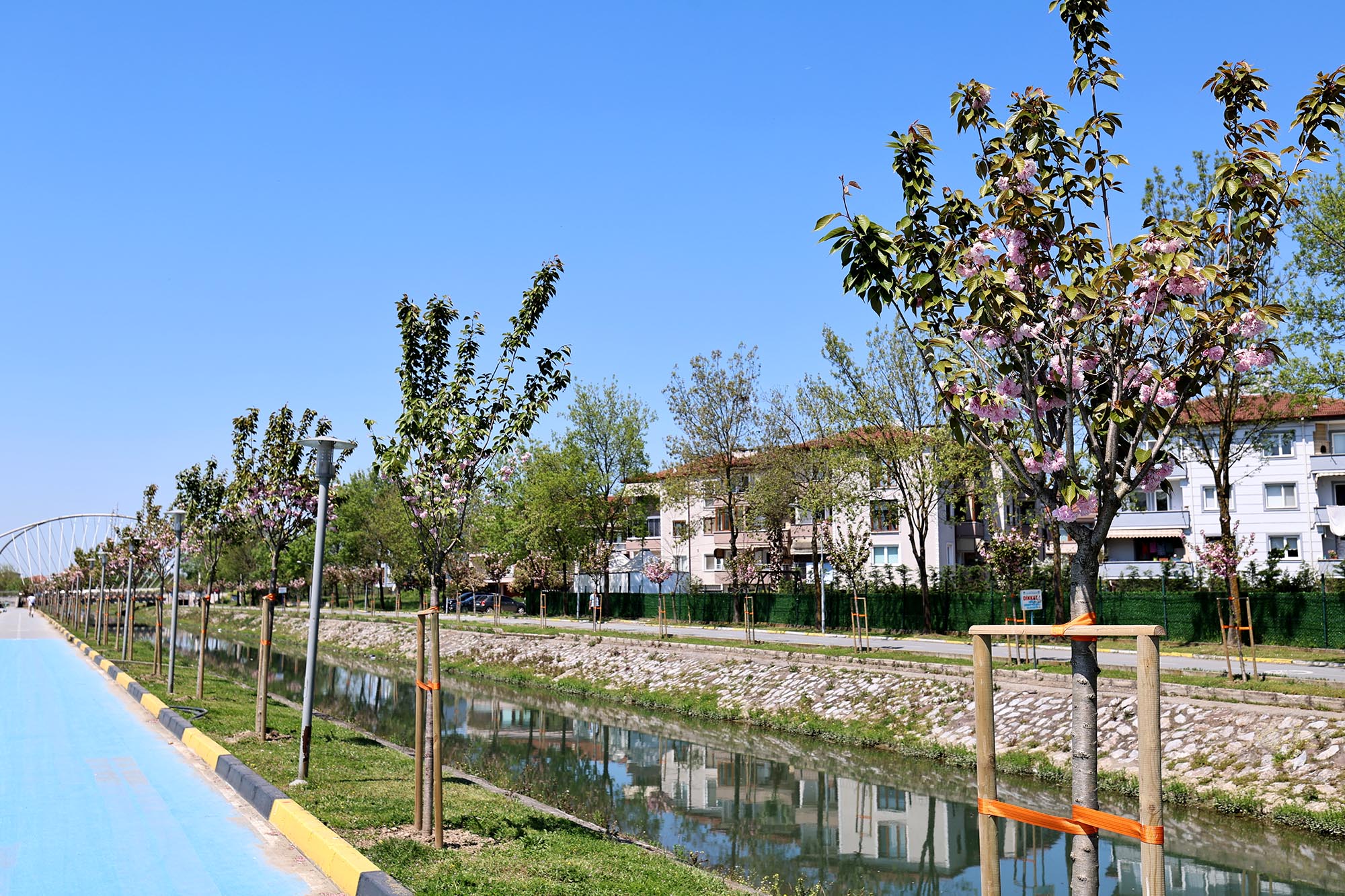 Çiçek açan Sakura ağaçları şehri görsel bir şölene dönüştürdü