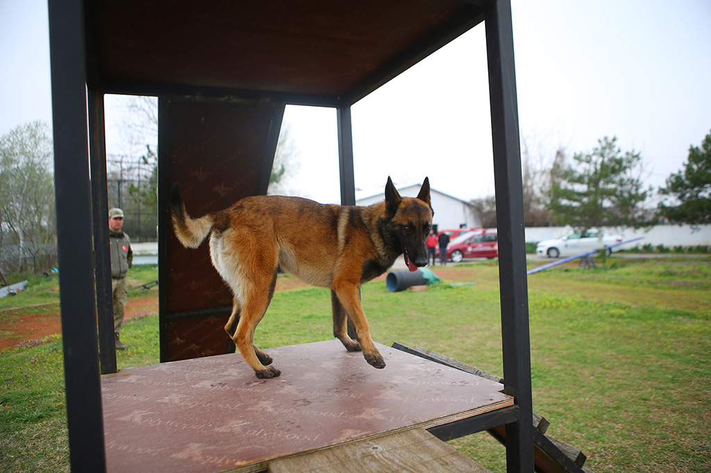 Büyükşehir öncü oldu: Canları kurtaracak köpekler en zor güne hazırlanıyor