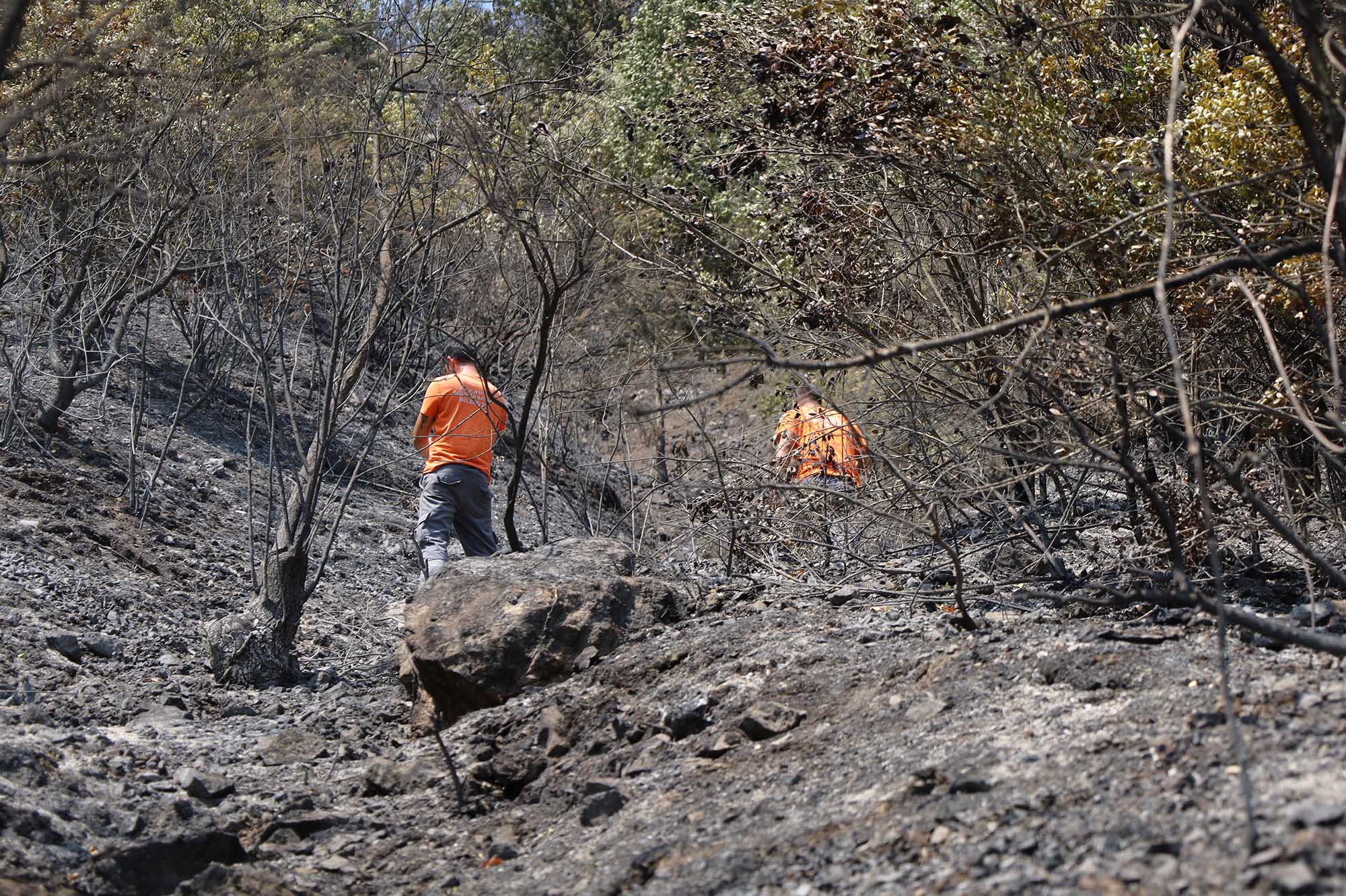 Büyükşehir alevlerin sardığı orman yangınlarında can dostlar için harekete geçti