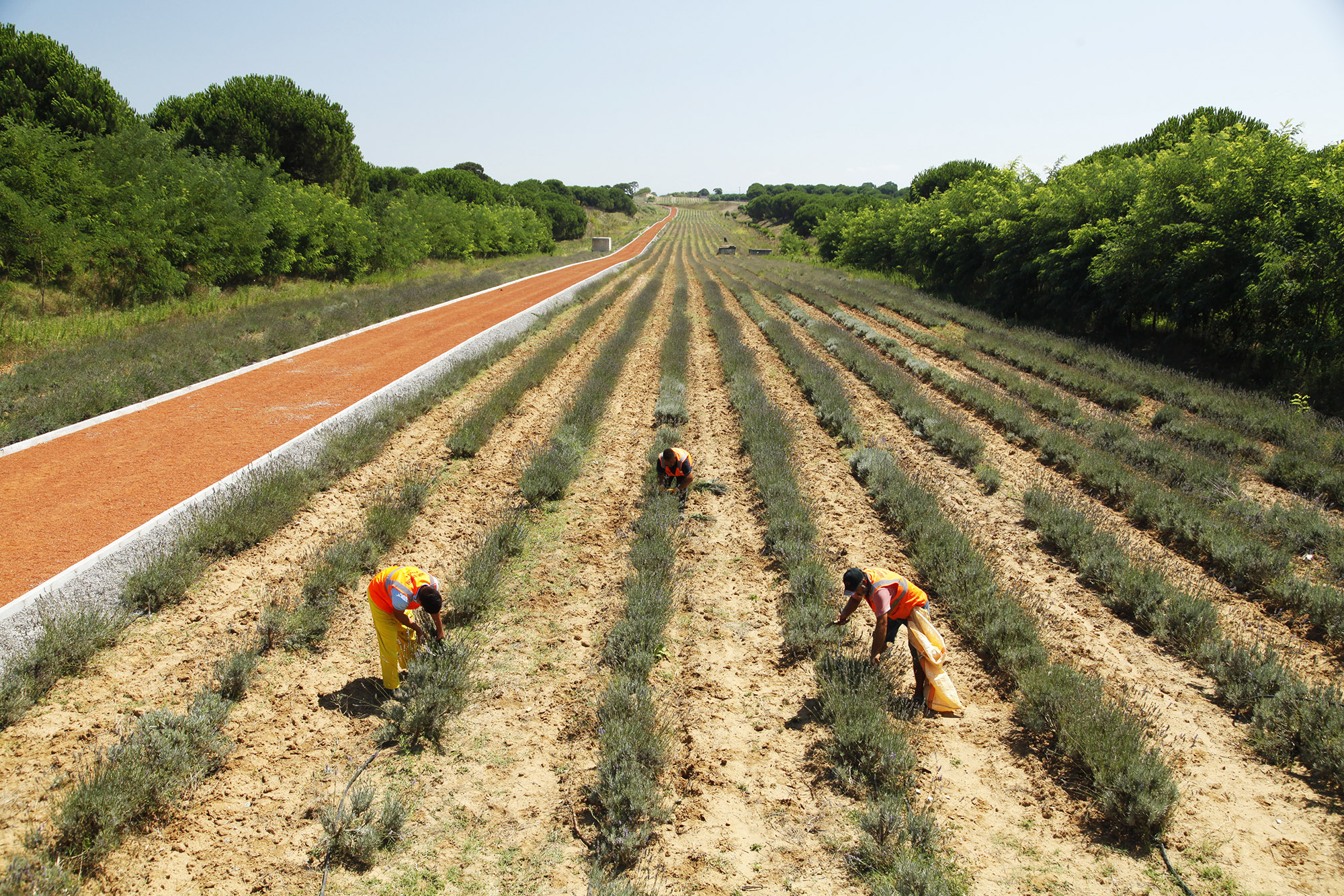 Dünyanın en büyük aromatik bahçesinde bahar bereketi