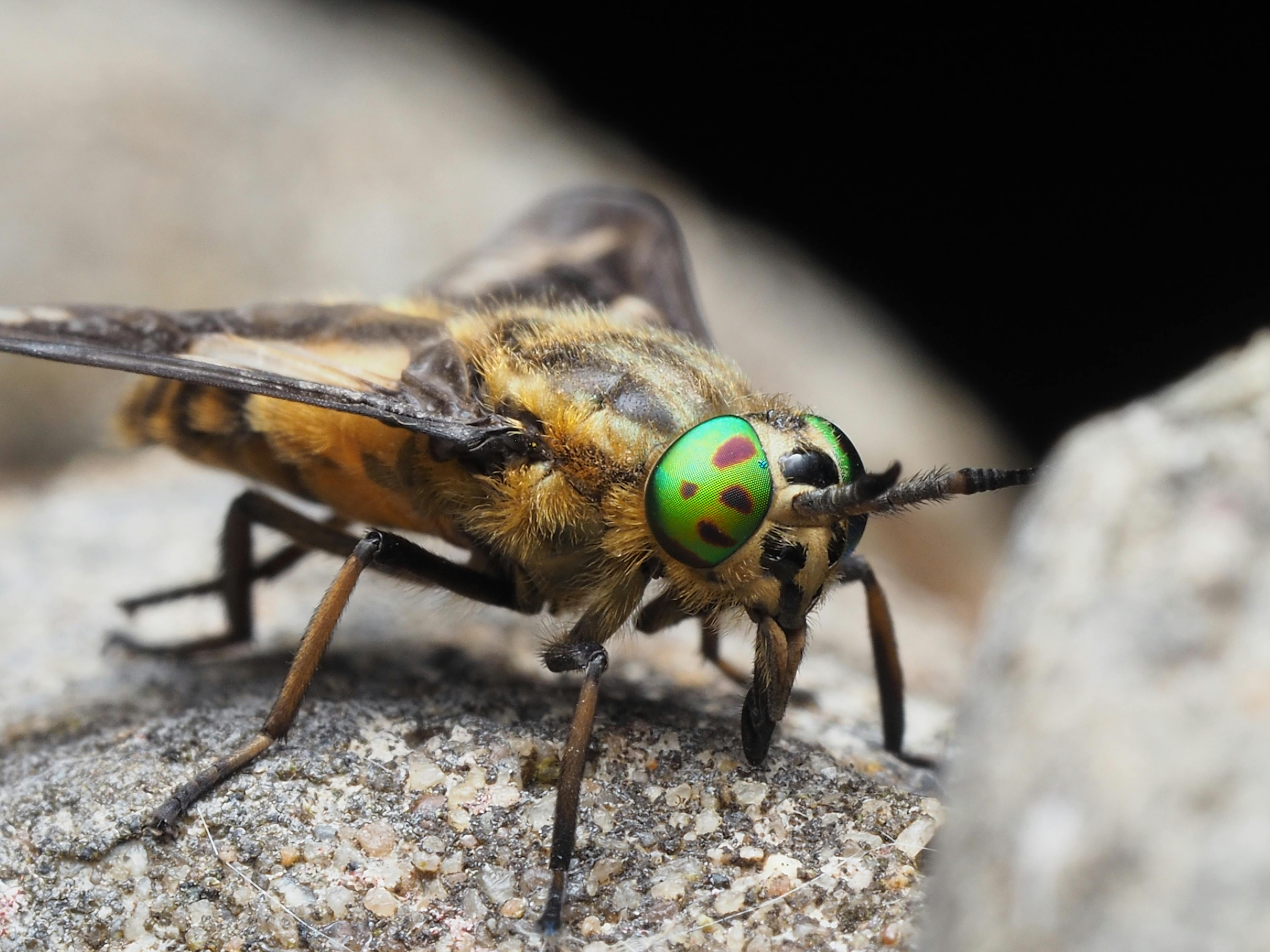Büyükşehir’den sinek ve keneyle mücadelede dijital adım
