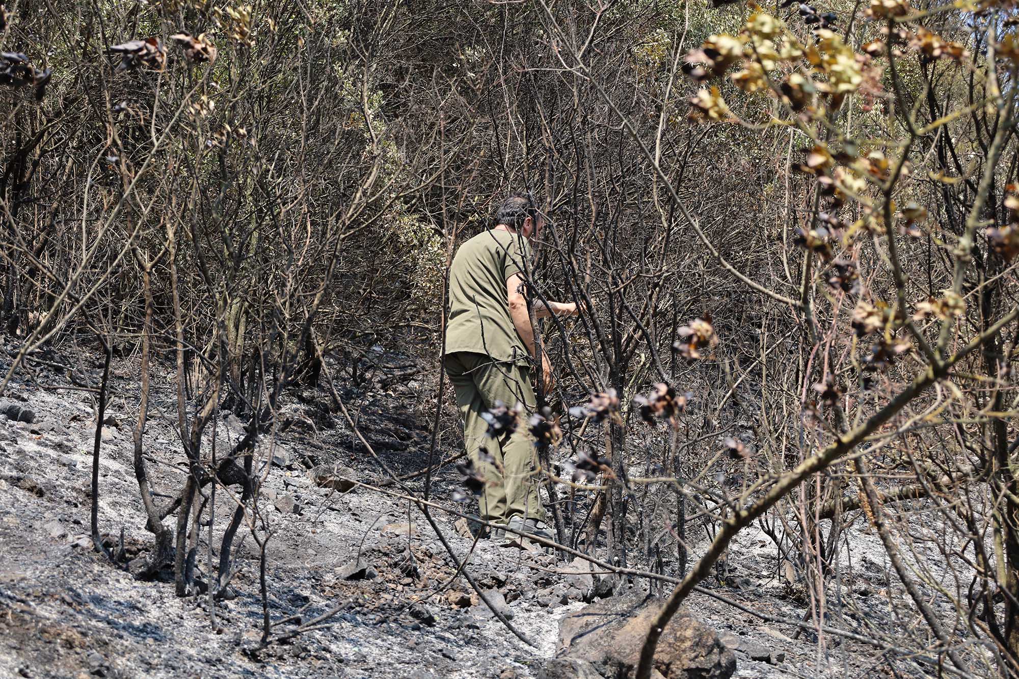 Büyükşehir alevlerin sardığı orman yangınlarında can dostlar için harekete geçti