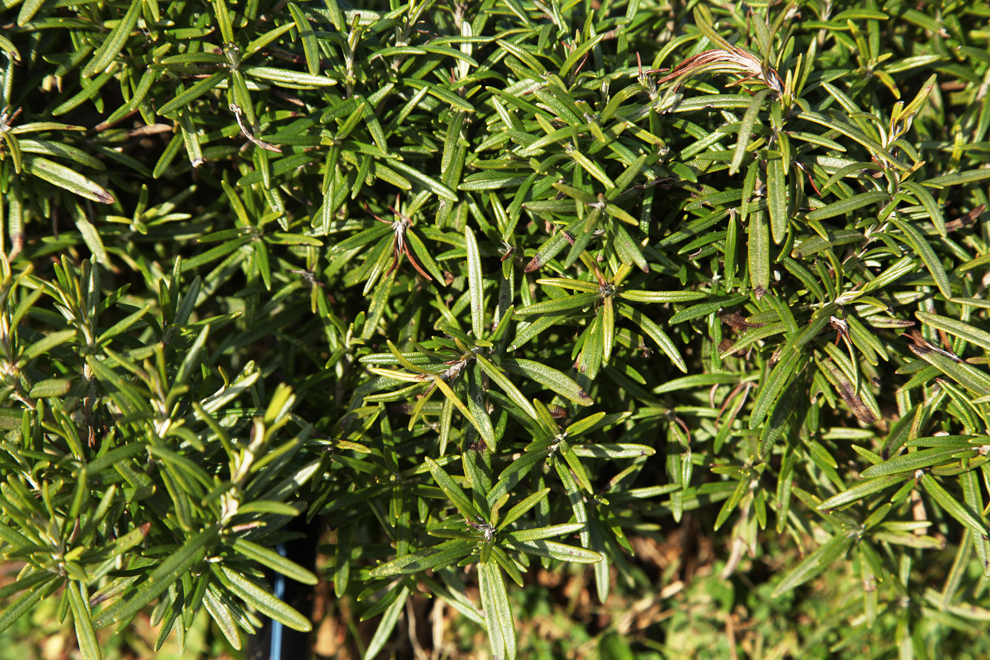 Dünyanın en büyük aromatik bahçesinde bahar bereketi