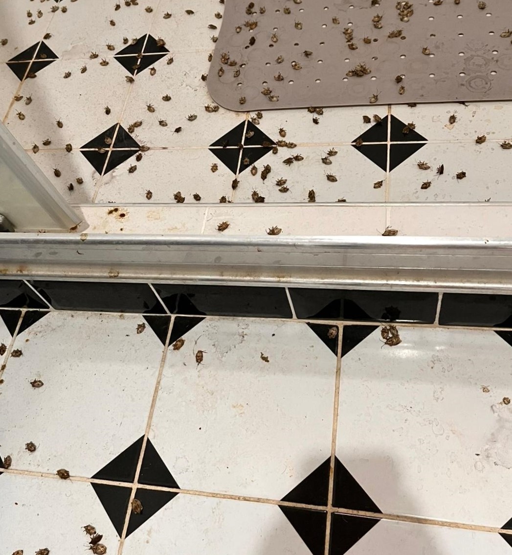 Evi görünce terk etmeyi düşündü: Binlerce kokarcanın istila kabusunu TUTSAK bitirdi