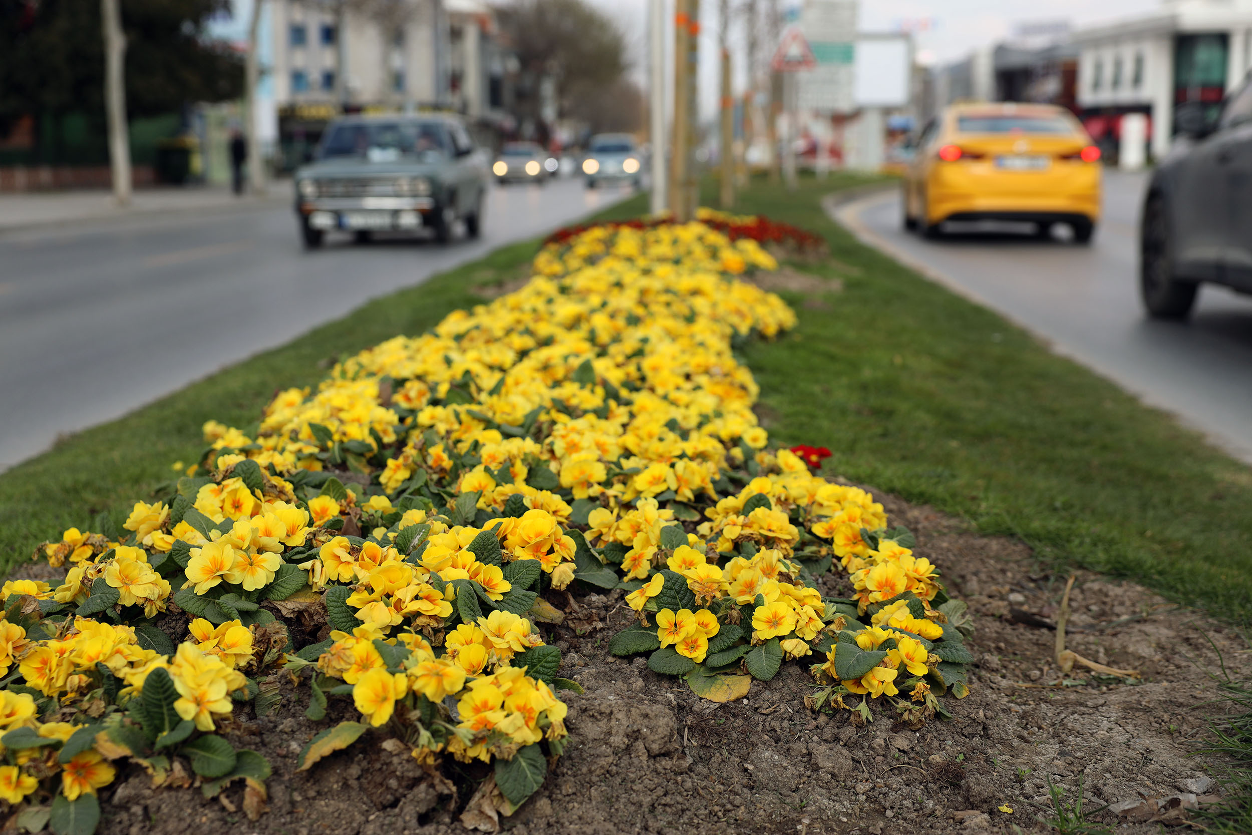 Sakarya bayram için Büyükşehirle çiçek açtı: Bayramı da baharı da rengarenk karşılıyor