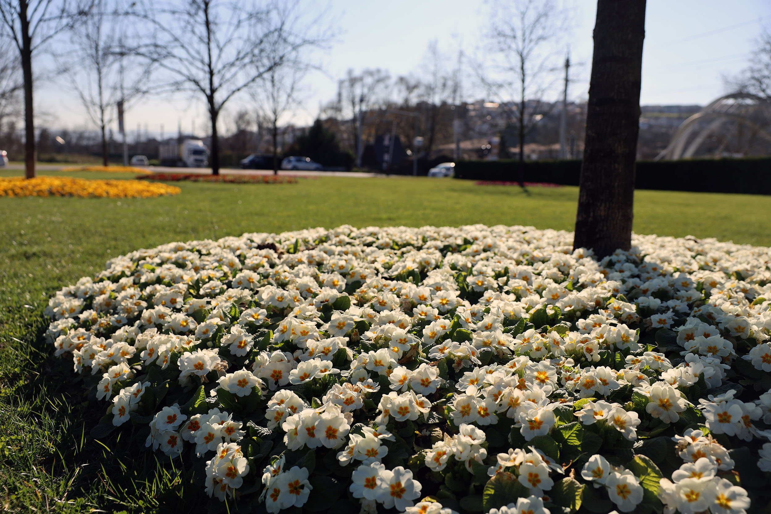 Sakarya bayram için Büyükşehirle çiçek açtı: Bayramı da baharı da rengarenk karşılıyor