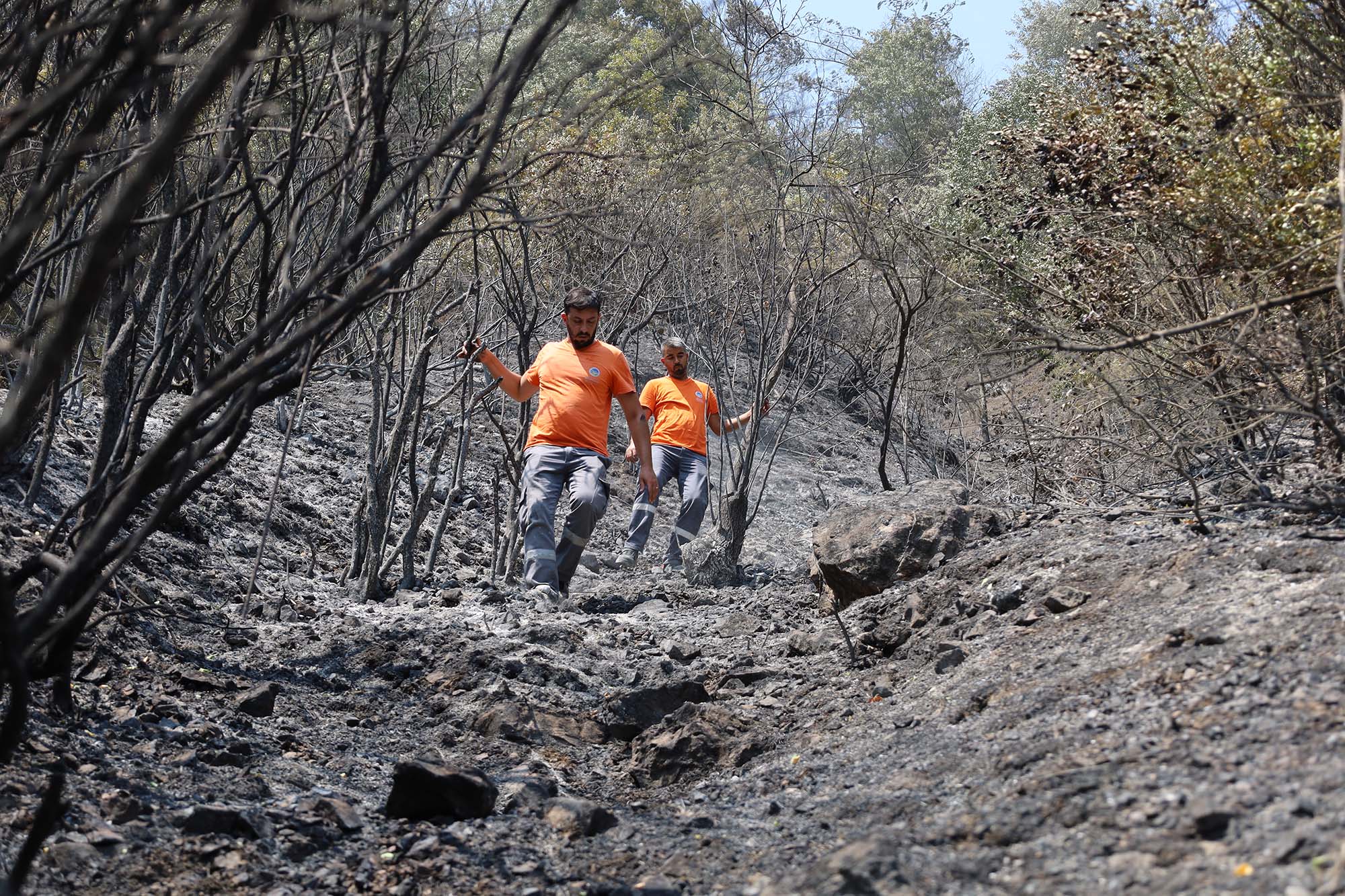 Büyükşehir alevlerin sardığı orman yangınlarında can dostlar için harekete geçti