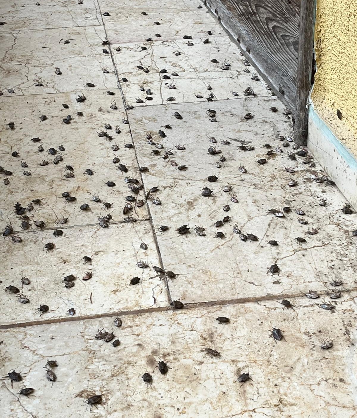 Evi görünce terk etmeyi düşündü: Binlerce kokarcanın istila kabusunu TUTSAK bitirdi