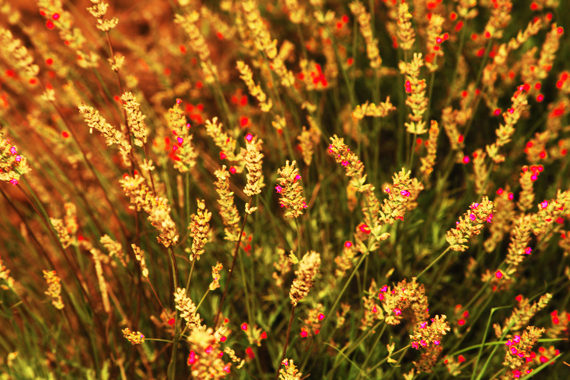Dünyanın en büyük aromatik bahçesinde bahar bereketi