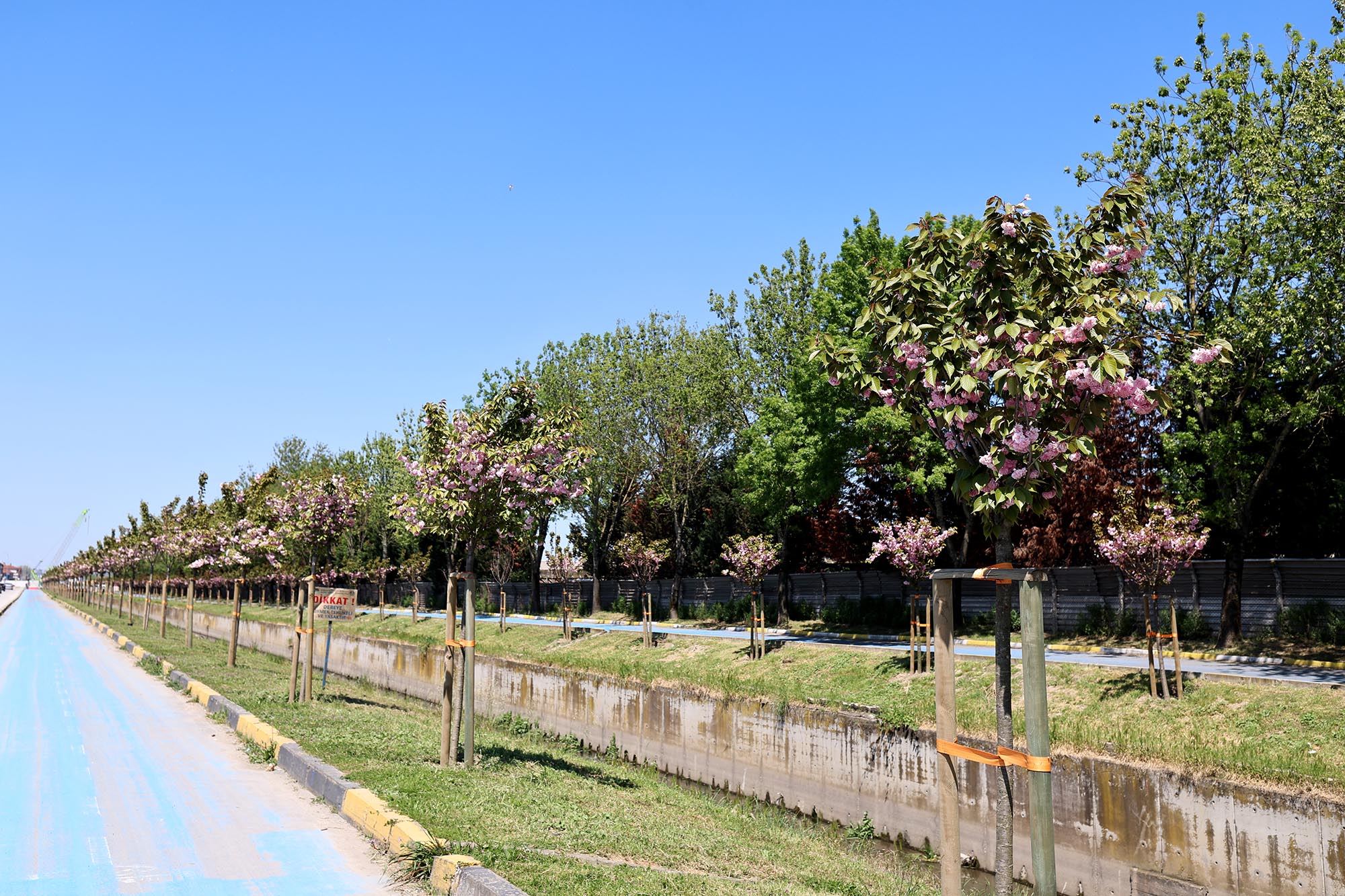 Çiçek açan Sakura ağaçları şehri görsel bir şölene dönüştürdü