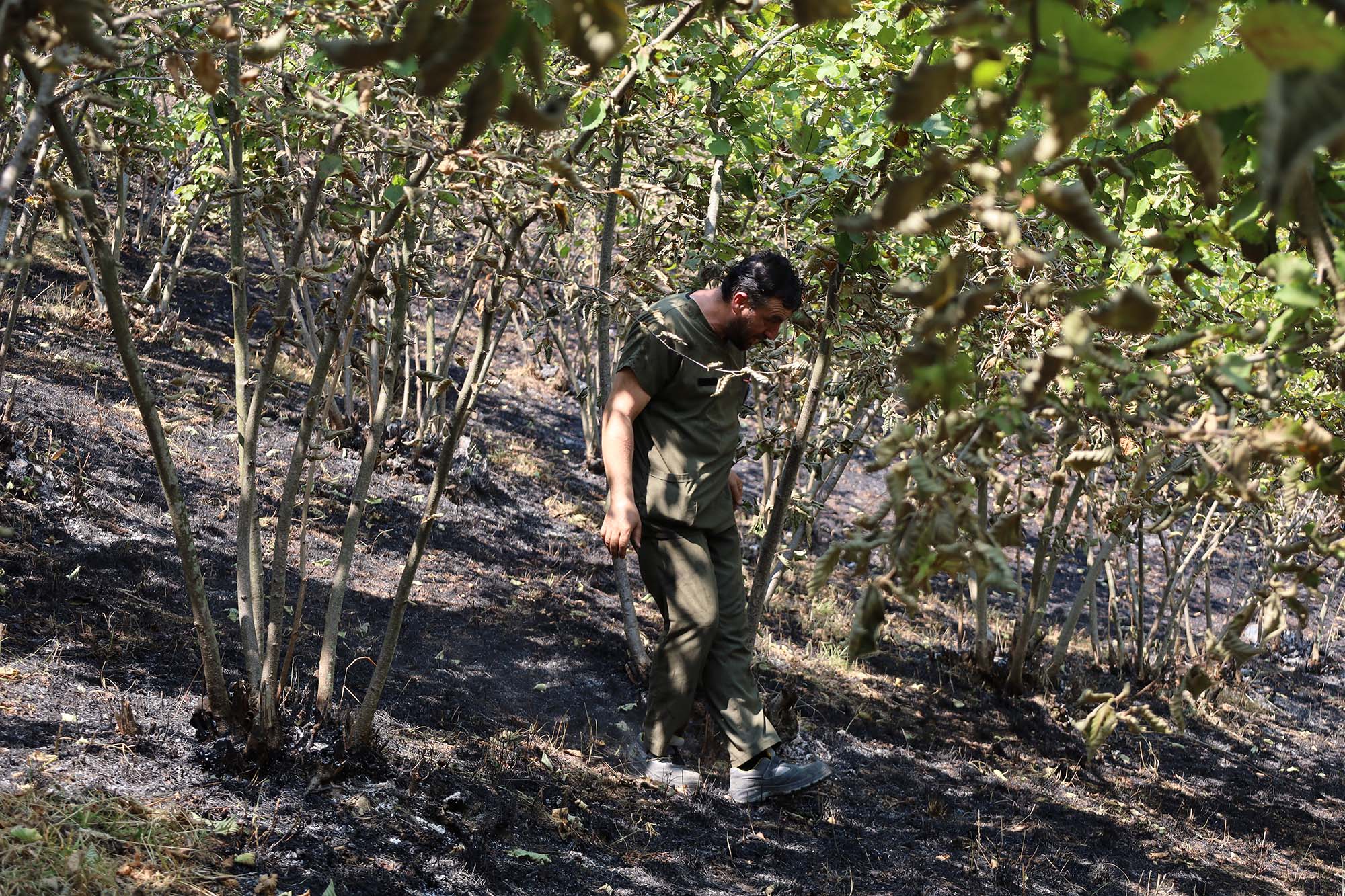 Büyükşehir alevlerin sardığı orman yangınlarında can dostlar için harekete geçti