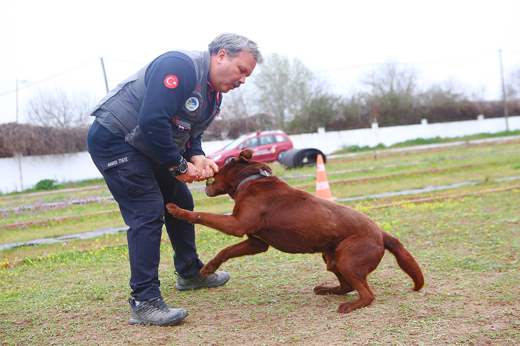Büyükşehir öncü oldu: Canları kurtaracak köpekler en zor güne hazırlanıyor
