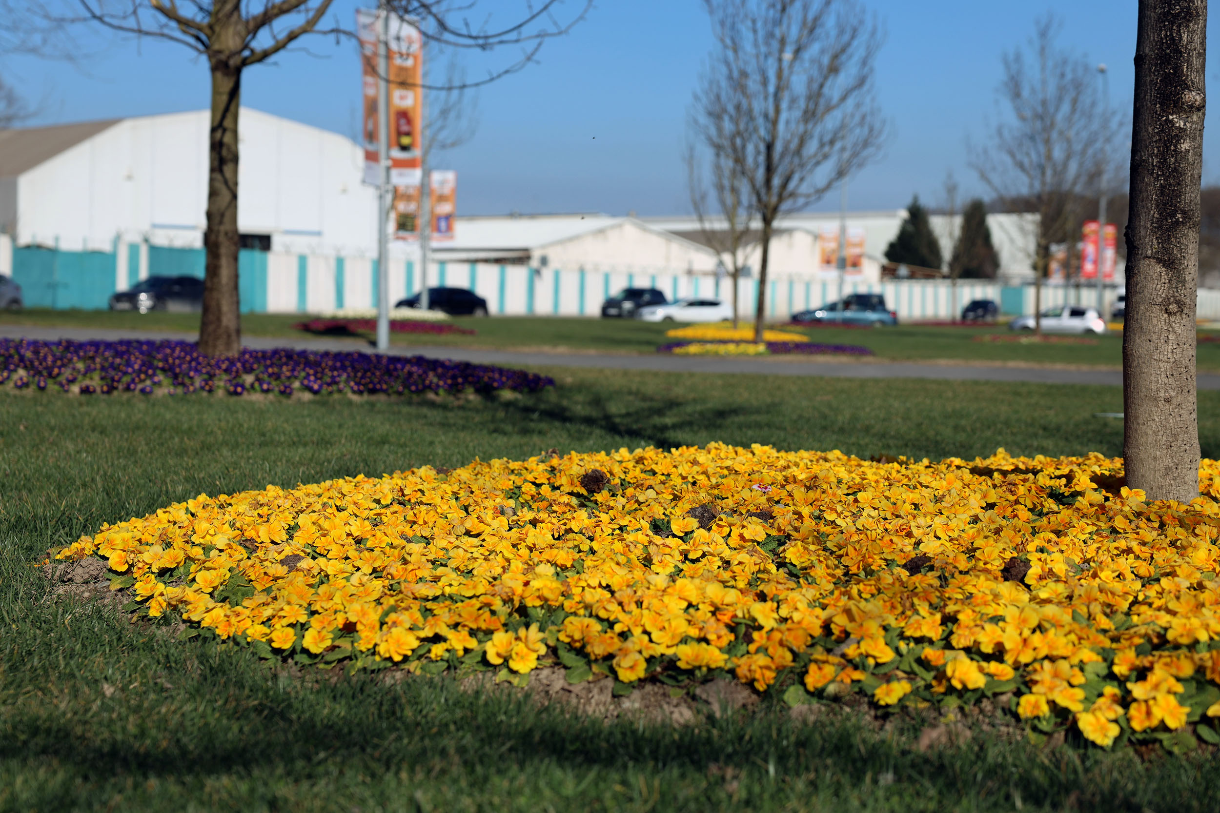 Sakarya bayram için Büyükşehirle çiçek açtı: Bayramı da baharı da rengarenk karşılıyor