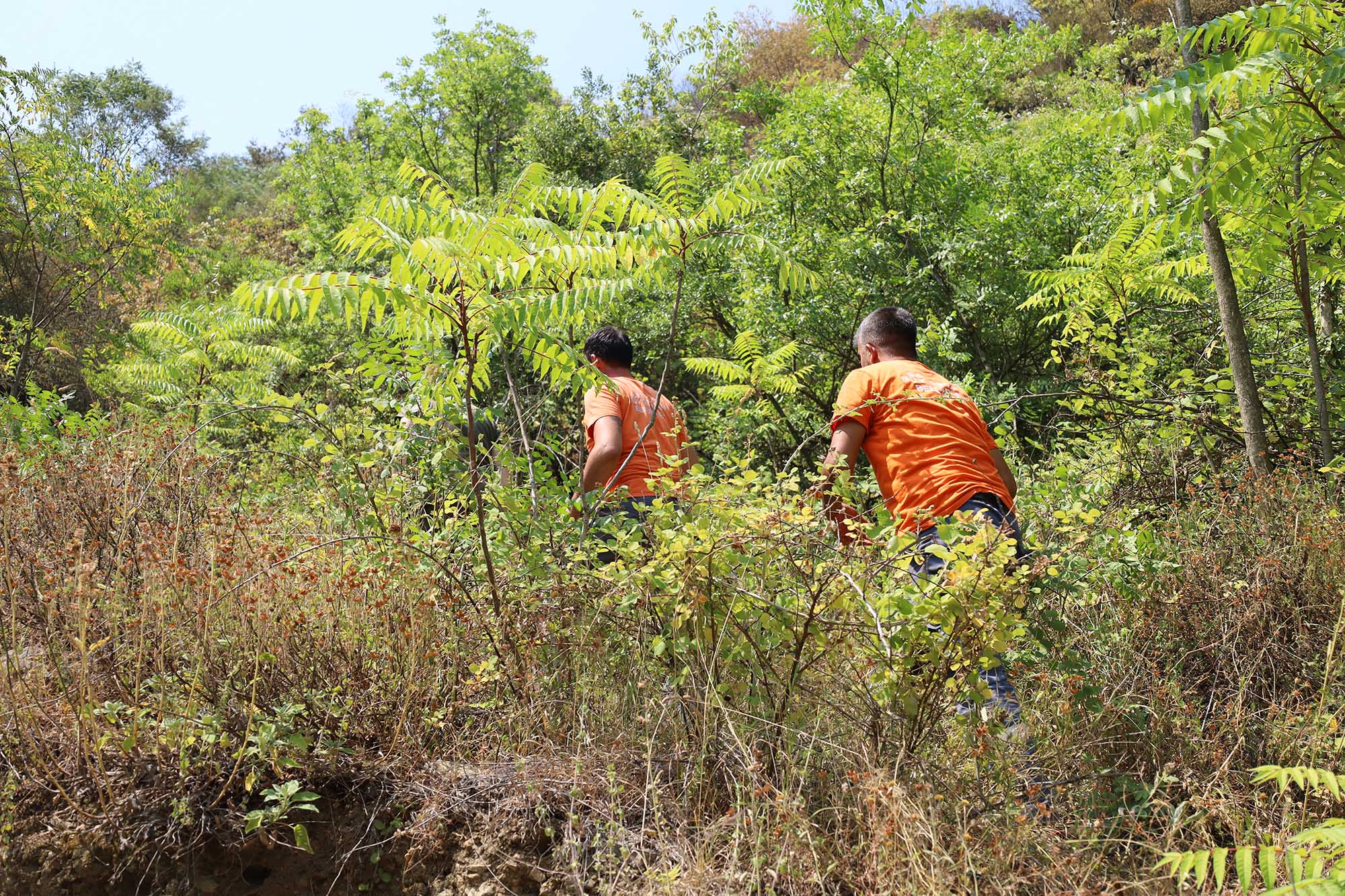Büyükşehir alevlerin sardığı orman yangınlarında can dostlar için harekete geçti