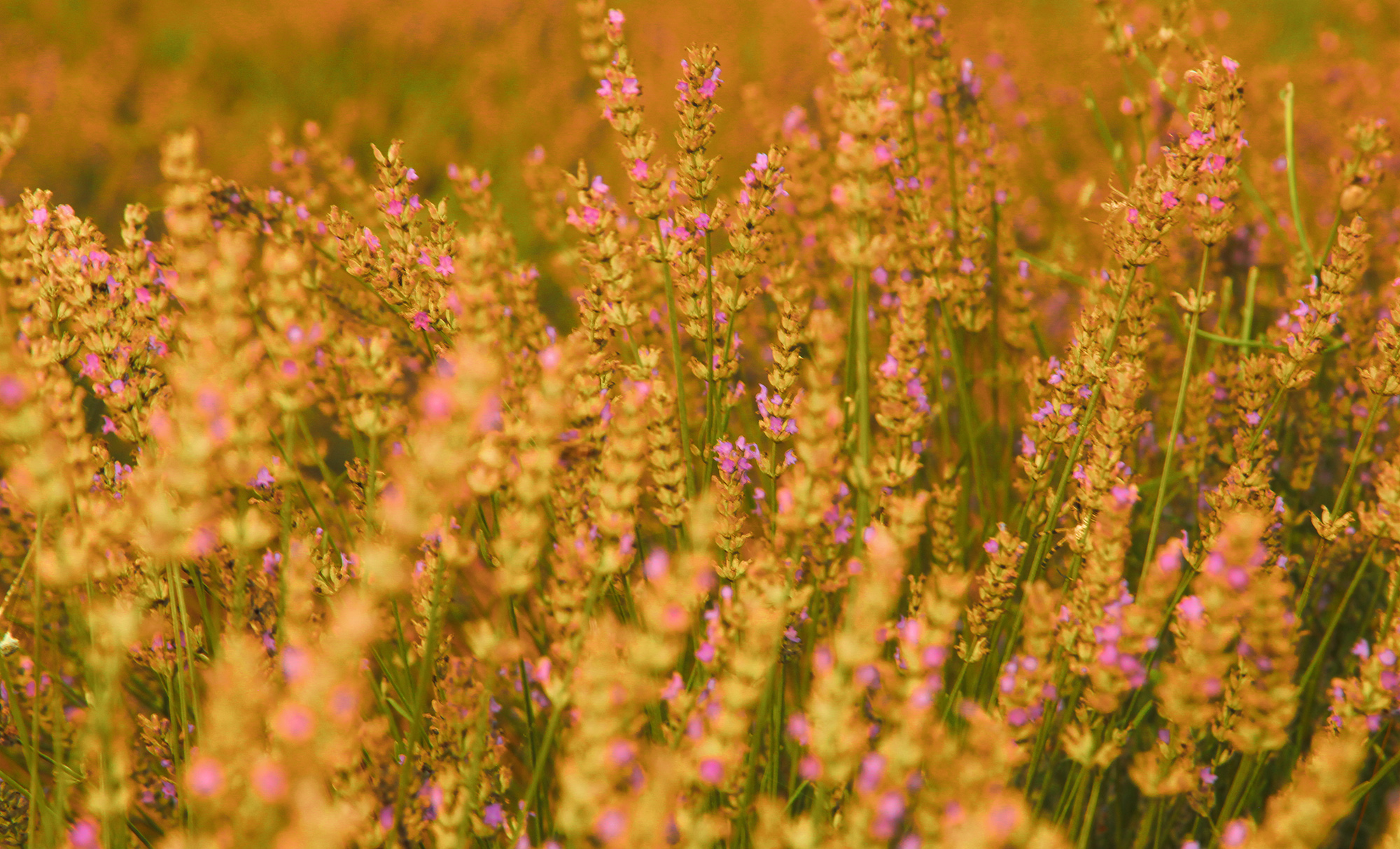 Dünyanın en büyük aromatik bahçesinde bahar bereketi
