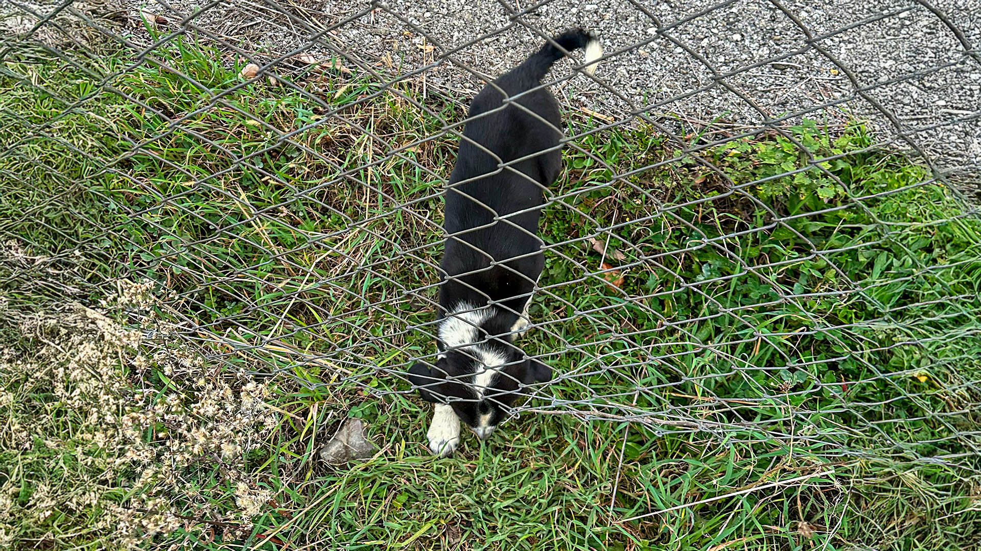 Kocaali’de bir canı 11 metrelik çukurdan sağ salim kurtardılar