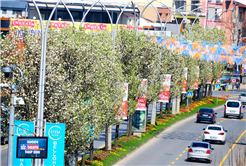 Sakarya’da baharın büyüleyici cümbüşü