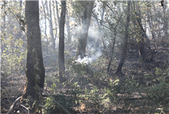 Büyükşehir’den orman yangınlarıyla ilgili açıklama: “İkisi kontrol altında”