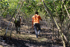 Büyükşehir alevlerin sardığı orman yangınlarında can dostlar için harekete geçti