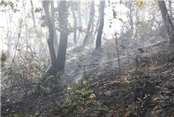 Büyükşehir’den orman yangınlarıyla ilgili açıklama: “İkisi kontrol altında”
