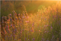 Dünyanın en büyük aromatik bahçesinde bahar bereketi