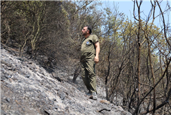 Büyükşehir alevlerin sardığı orman yangınlarında can dostlar için harekete geçti