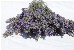 Dünyanın en büyük aromatik bahçesinde bahar bereketi