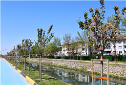 Çiçek açan Sakura ağaçları şehri görsel bir şölene dönüştürdü