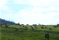 Yaylalardan longoz ormanlarına: Sakarya’da doğayla iç içe sonbahar