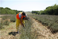 Dünyanın en büyük aromatik bahçesinde bahar bereketi