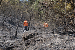 Büyükşehir alevlerin sardığı orman yangınlarında can dostlar için harekete geçti