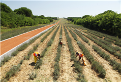Dünyanın en büyük aromatik bahçesinde bahar bereketi