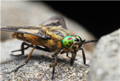 Büyükşehir’den sinek ve keneyle mücadelede dijital adım