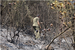 Büyükşehir alevlerin sardığı orman yangınlarında can dostlar için harekete geçti