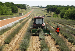 Dünyanın en büyük aromatik bahçesinde bahar bereketi