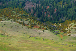 Doğaseverlerin bu haftaki rotası Karagöl ve Sultanpınarı Yaylası oldu