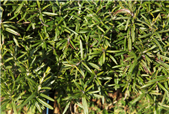 Dünyanın en büyük aromatik bahçesinde bahar bereketi