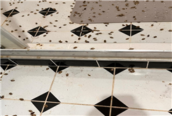 Evi görünce terk etmeyi düşündü: Binlerce kokarcanın istila kabusunu TUTSAK bitirdi