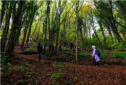 Yaylalardan longoz ormanlarına: Sakarya’da doğayla iç içe sonbahar