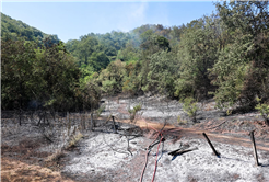 4 saatte 3 orman yangını kontrol altına alındı