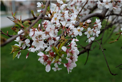 Sakarya’da baharın büyüleyici cümbüşü