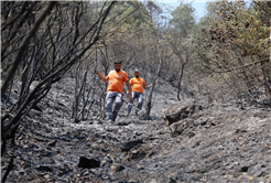 Büyükşehir alevlerin sardığı orman yangınlarında can dostlar için harekete geçti