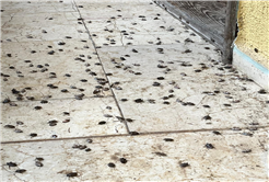 Evi görünce terk etmeyi düşündü: Binlerce kokarcanın istila kabusunu TUTSAK bitirdi